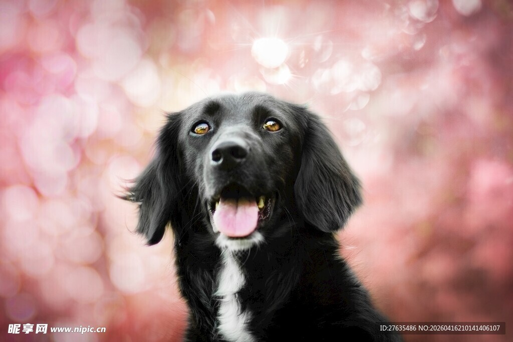 可爱黑犬于梦幻背景中