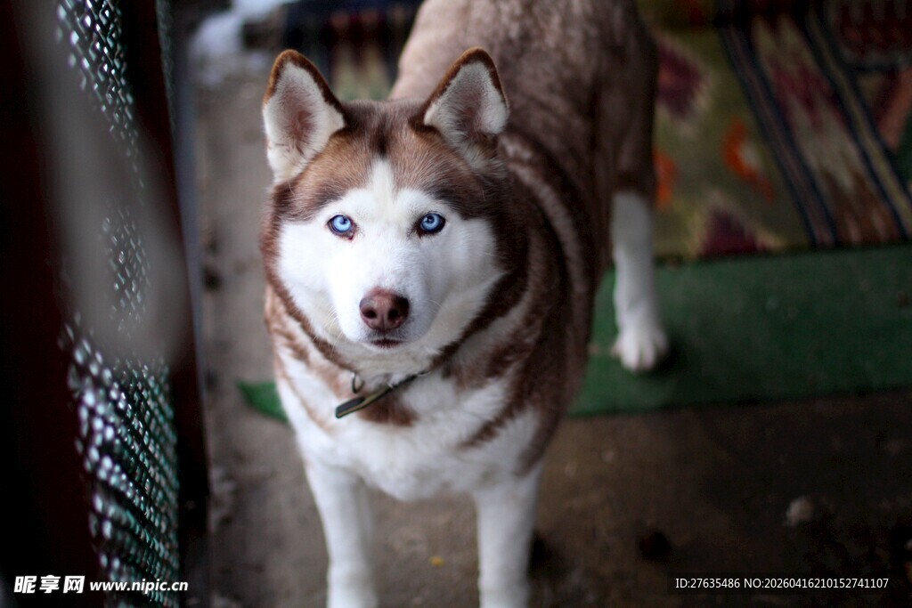 蓝眼哈士奇张嘴望镜头