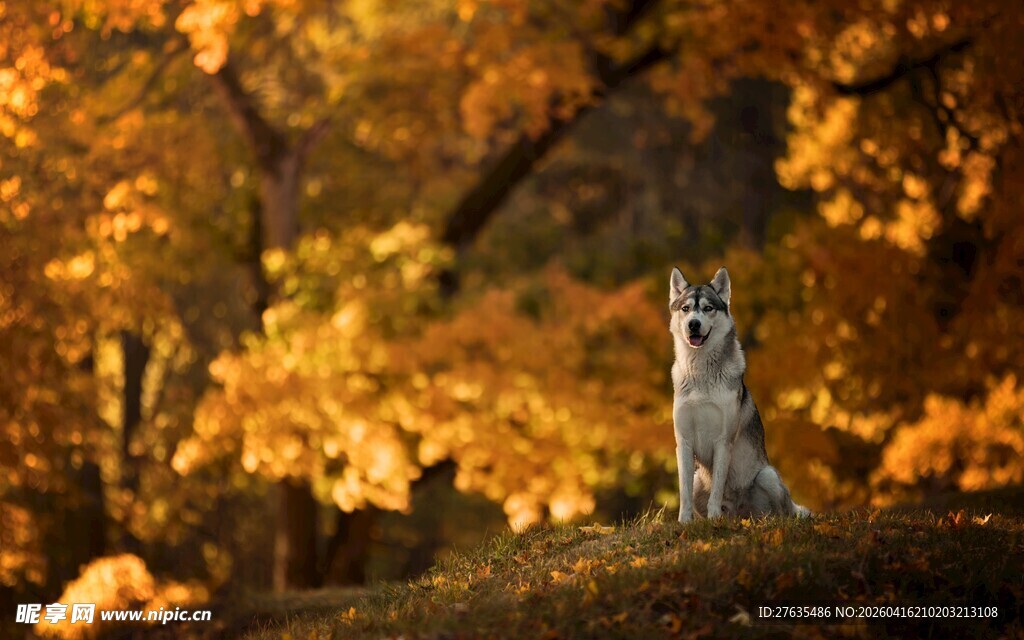 秋日林中的孤狼