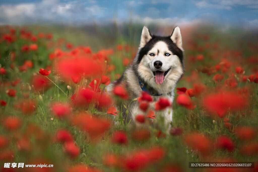 哈士奇漫步于红花丛中