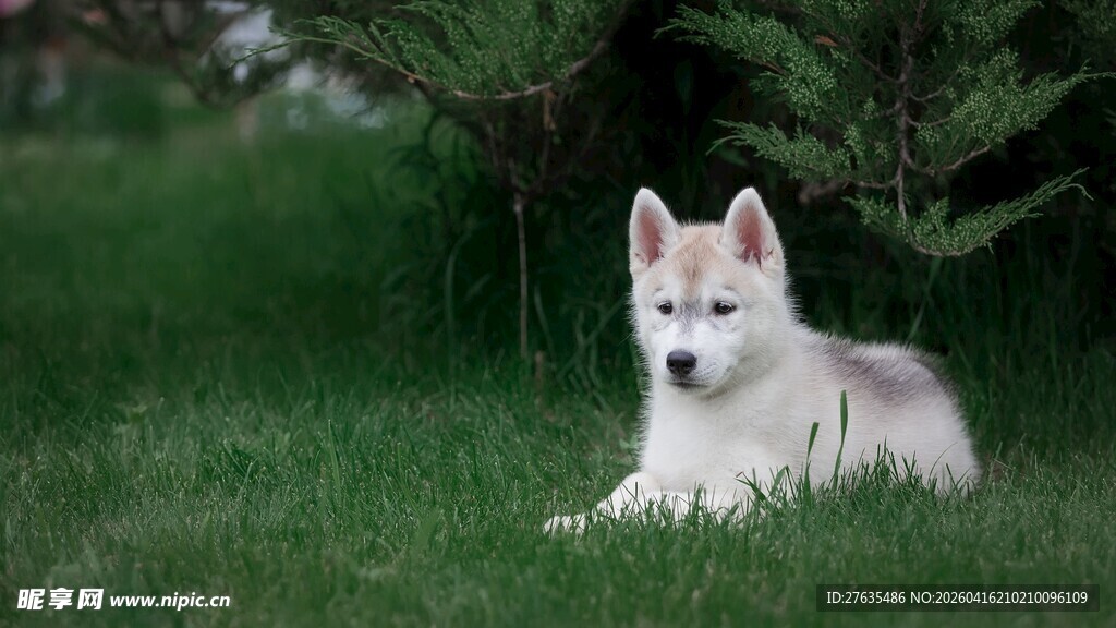 草地上的可爱小白狗