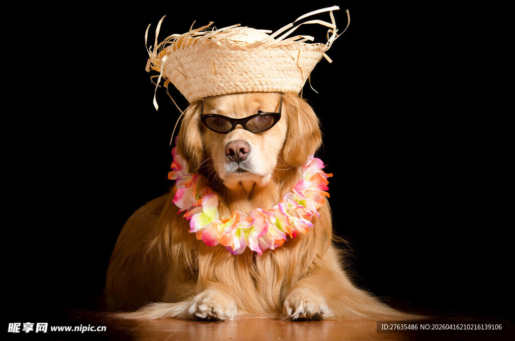 戴帽戴镜的时尚金毛犬