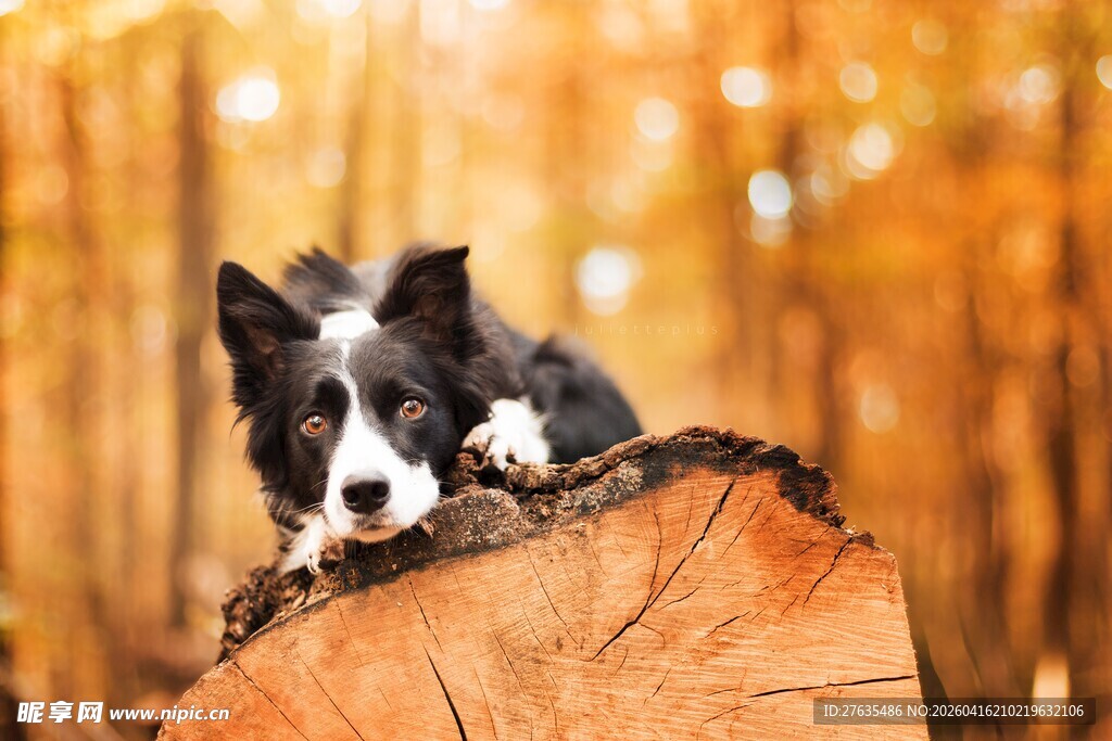 萌趣边牧趴于树桩