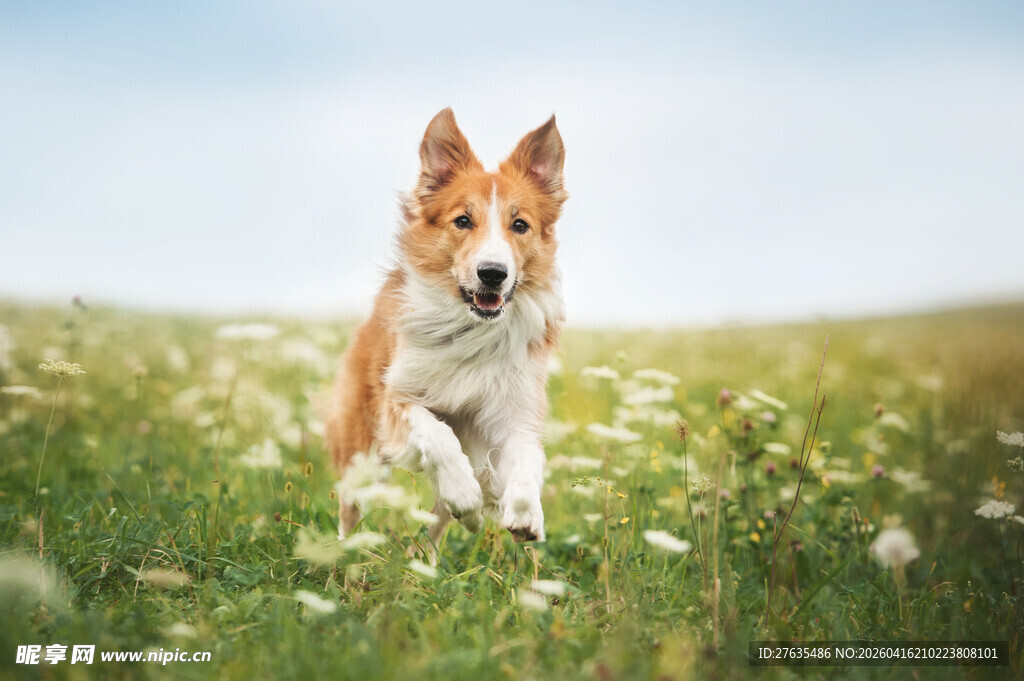 田野中奔跑的可爱小狗