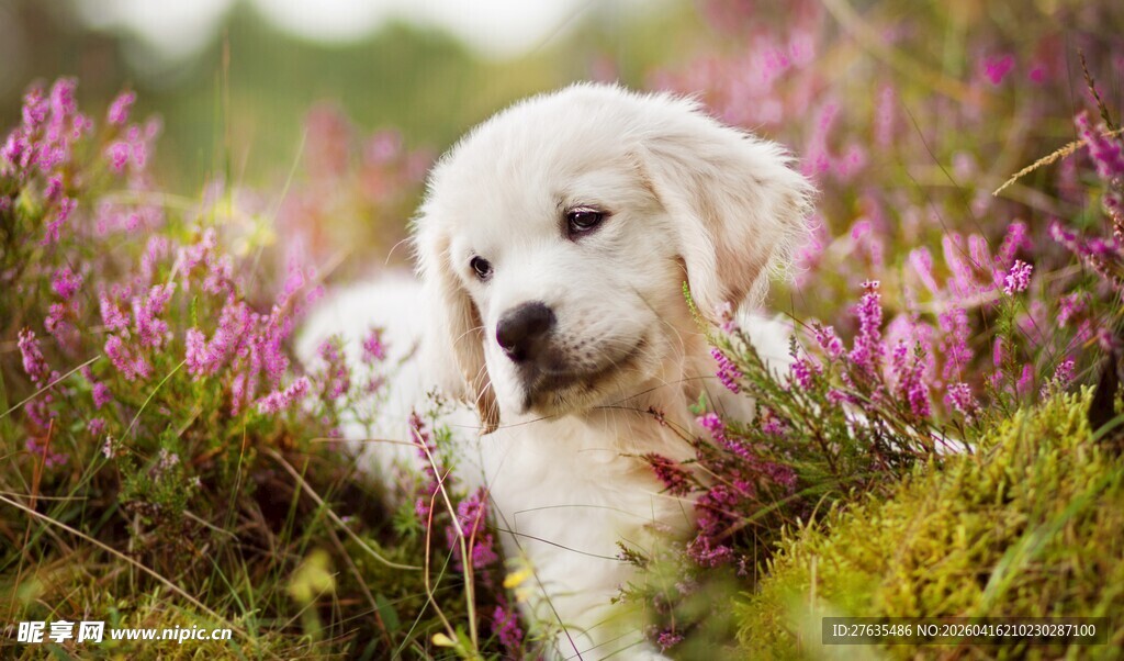 花丛中的可爱白狗狗