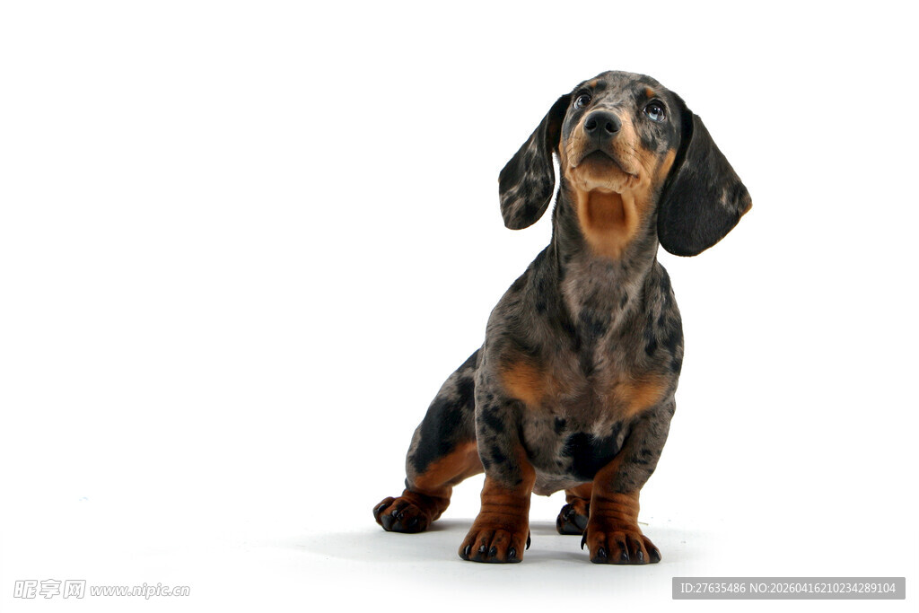 可爱腊肠犬坐着仰头