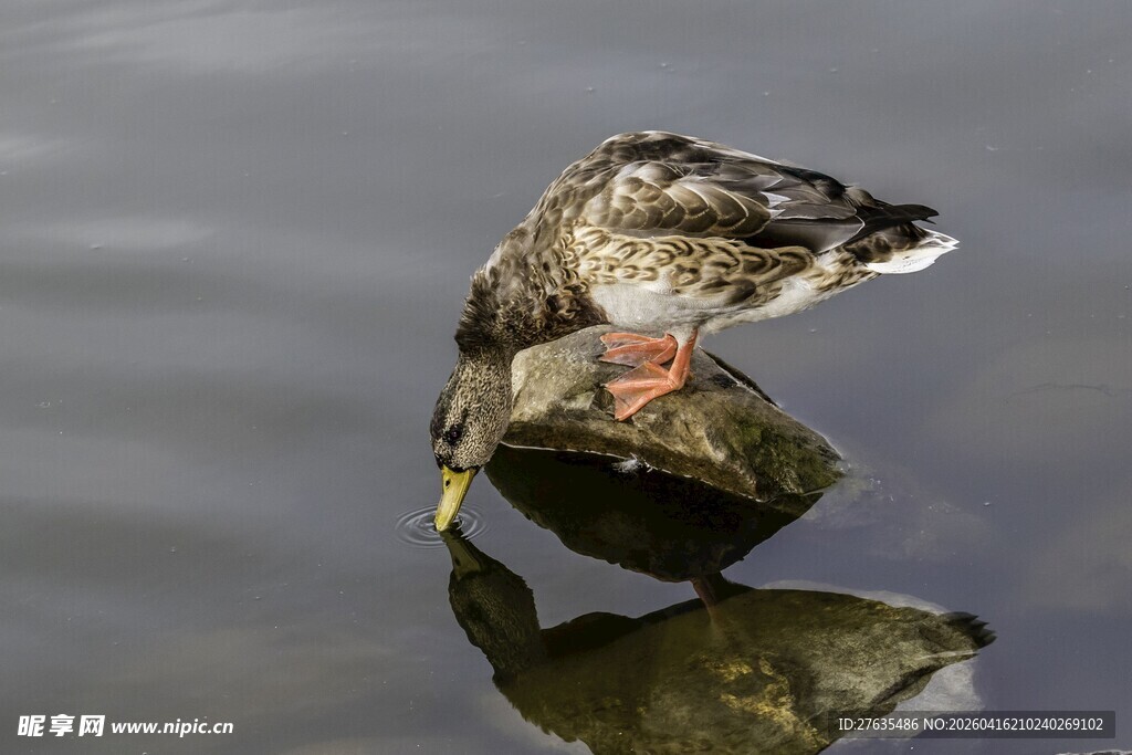 石上野鸭低头探水