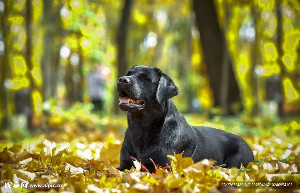 秋日林间的黑色萌犬