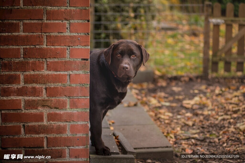 砖墙边探头的巧克力色狗狗