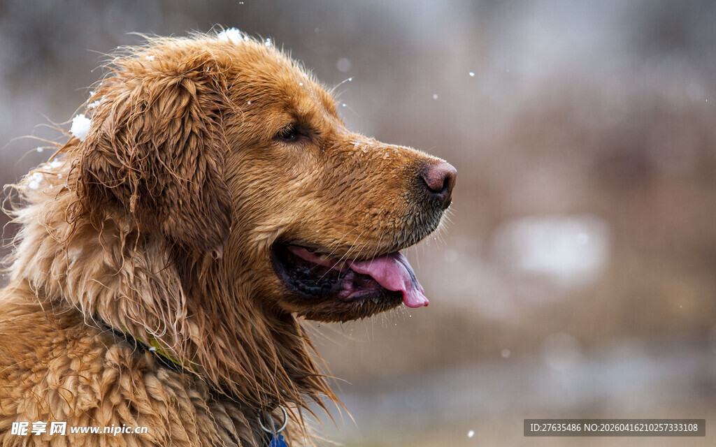 可爱金毛犬户外吐舌