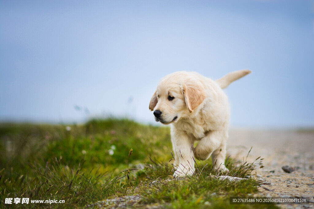 草地奔跑的可爱小金毛