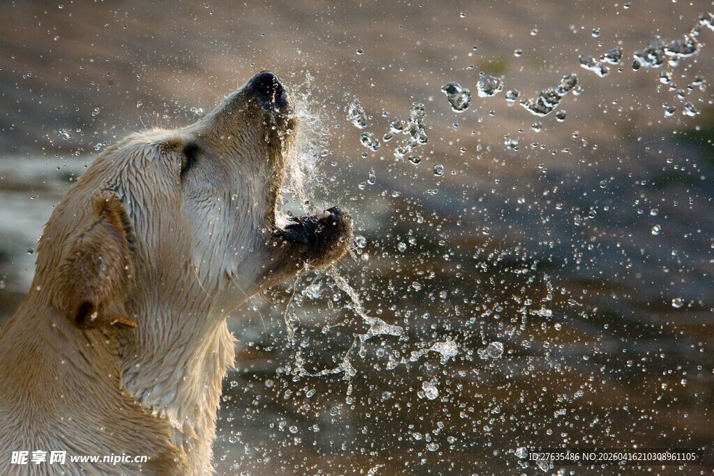 金毛犬张嘴接水瞬间