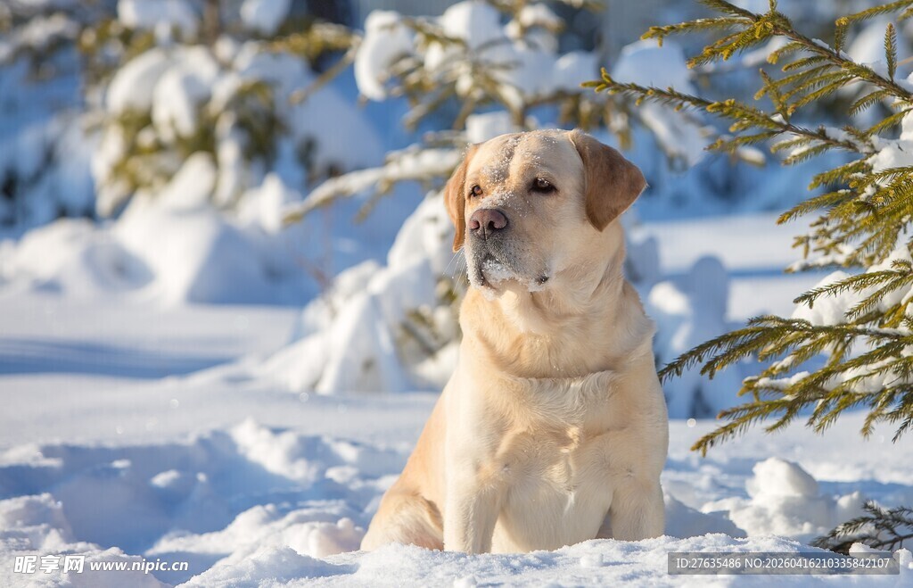 雪地中的可爱小狗