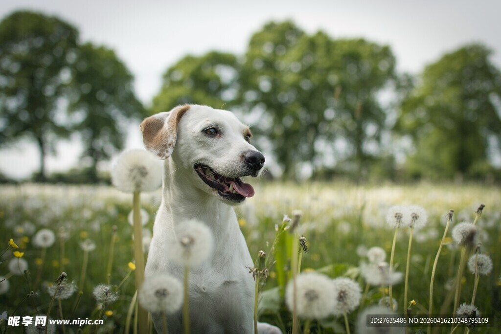 田野中微笑的可爱小白狗