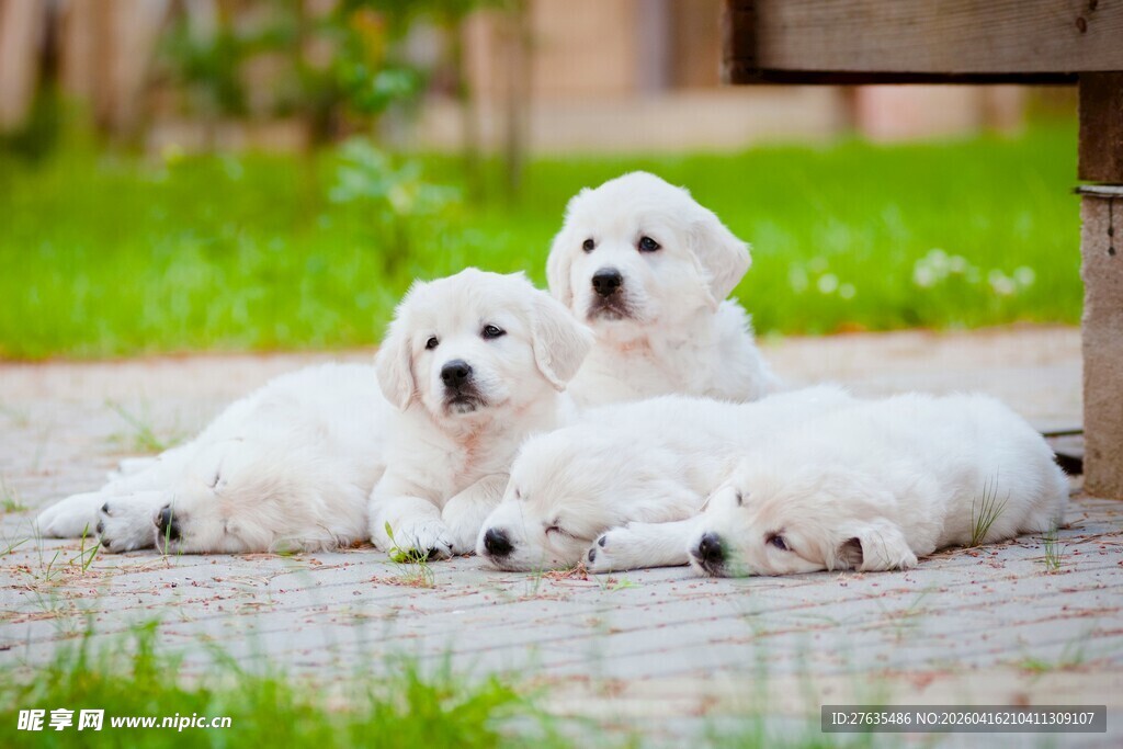 四只可爱小白狗趴草地上