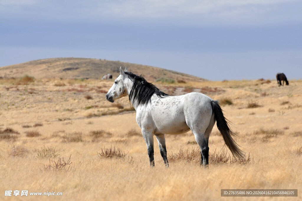 旷野中的孤独白马