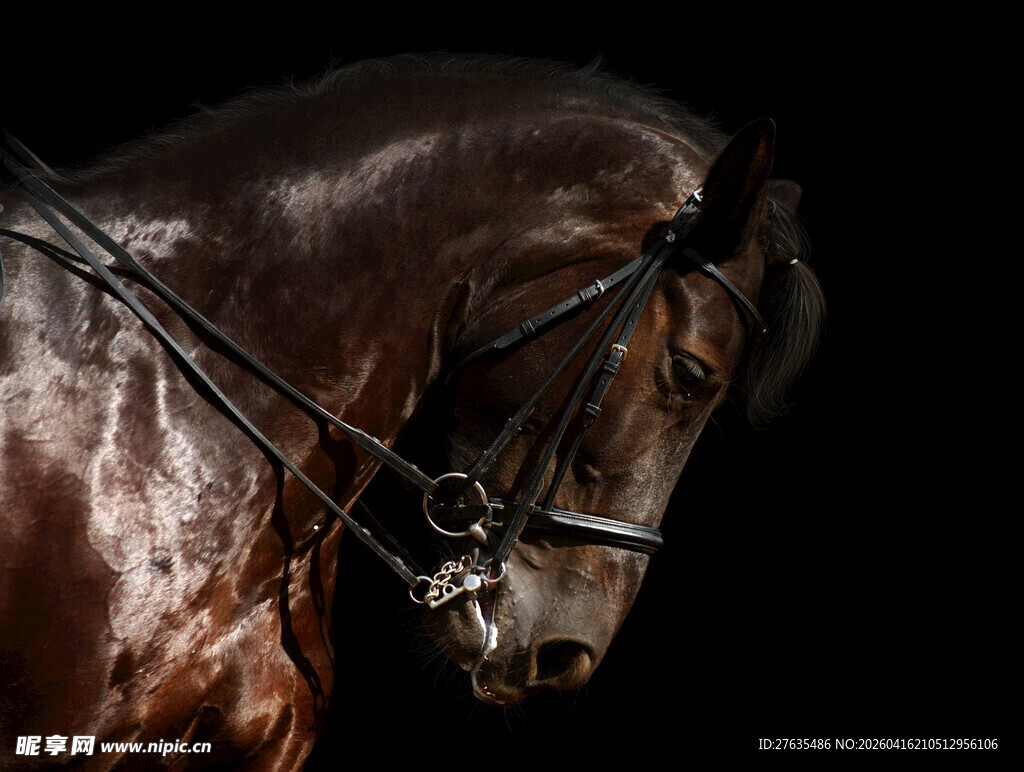 优雅棕马特写