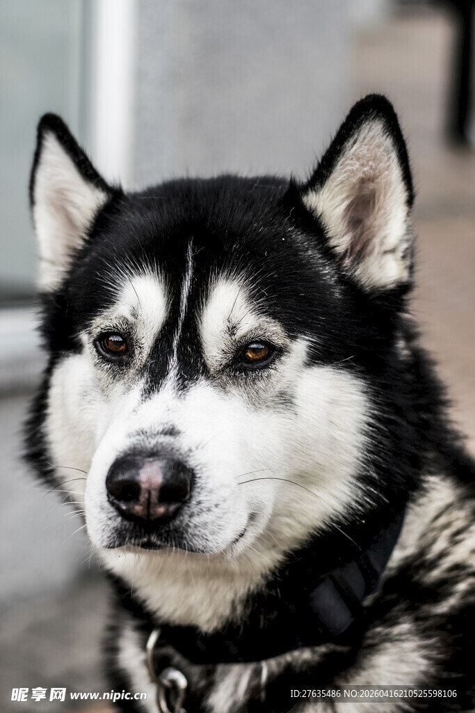 可爱哈士奇特写