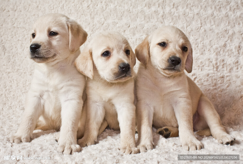 三只可爱拉布拉多幼犬