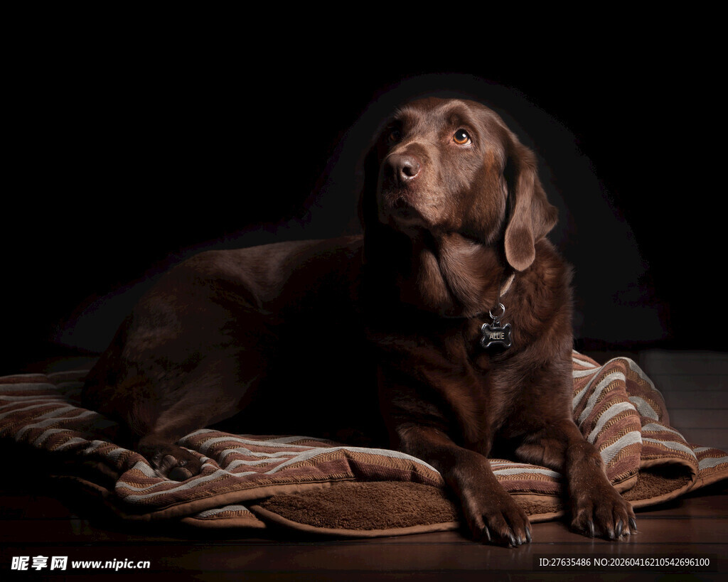 棕色猎犬静卧毛毯上