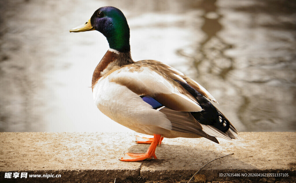 岸边站立的多彩野鸭