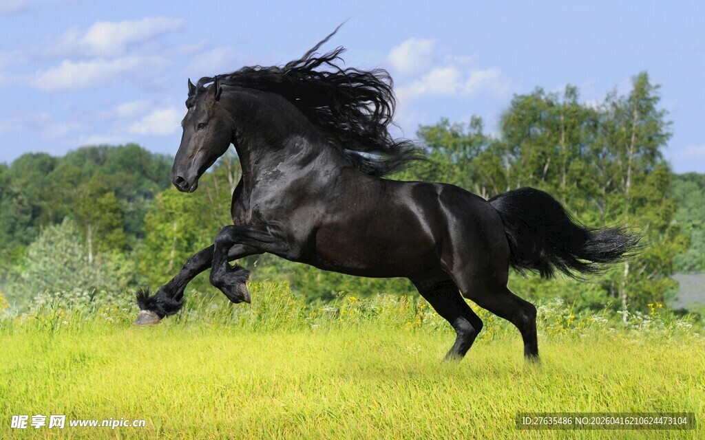 黑骏马在绿野上奔腾