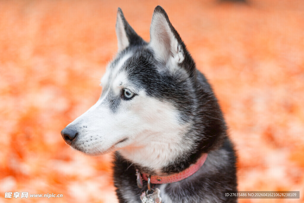 秋日里的帅气哈士奇