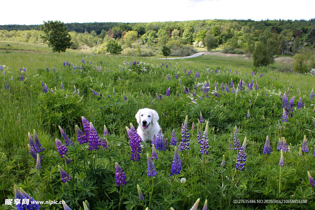 田野中漫步的白色小狗
