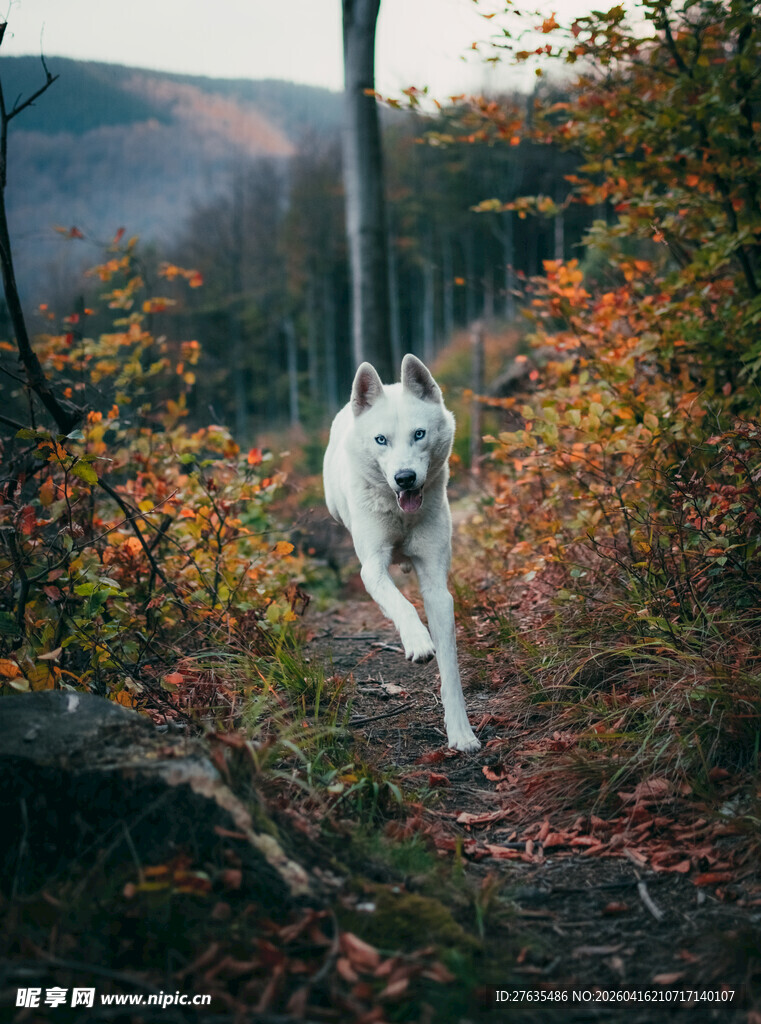 林间奔跑的白色大狗