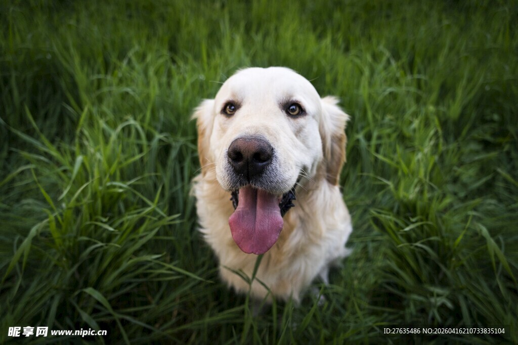 草地上吐舌的可爱金毛