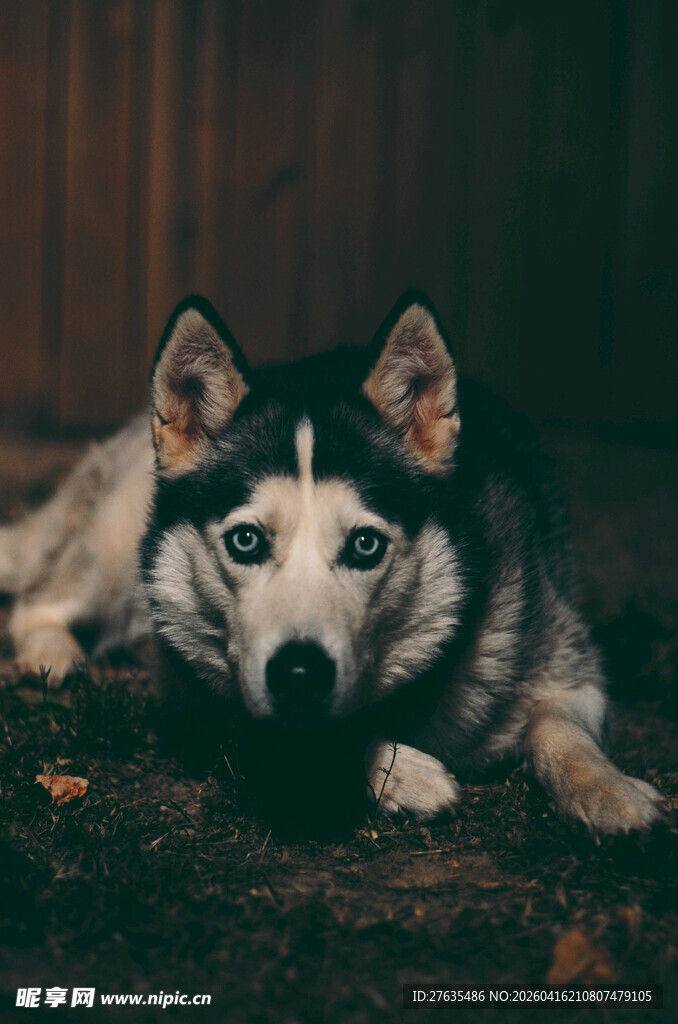 趴着的哈士奇眼神专注
