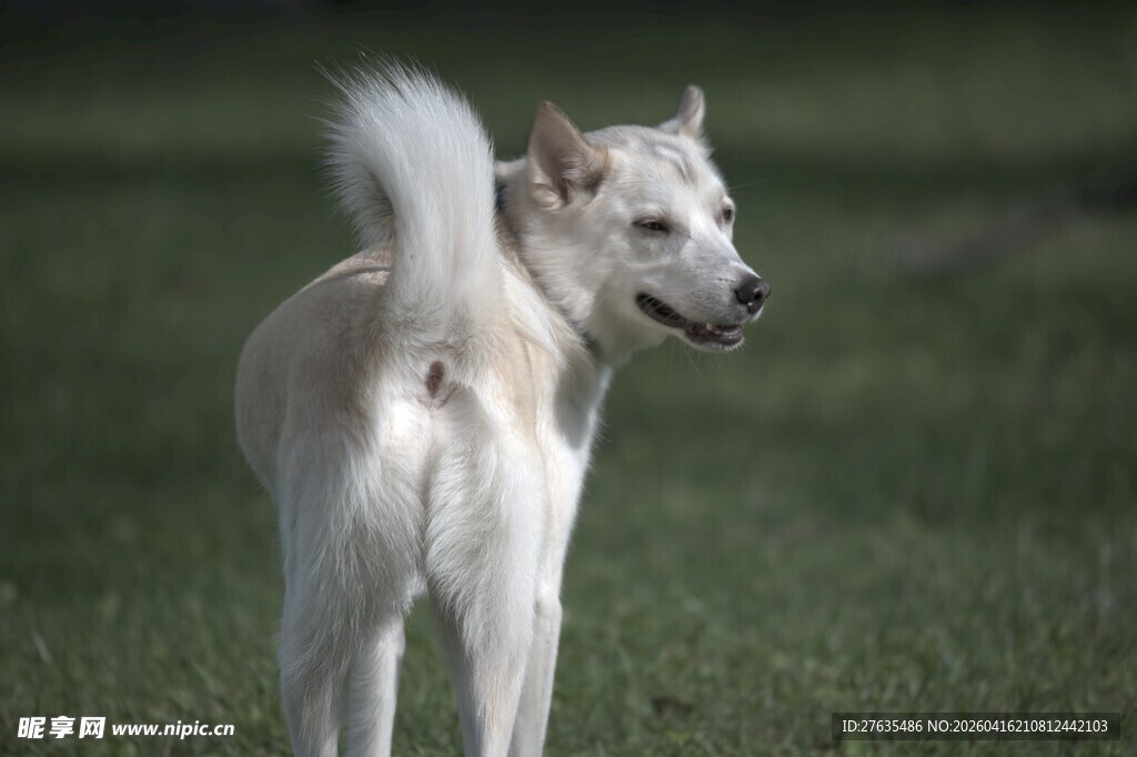 白色小狗在草地欢快而立