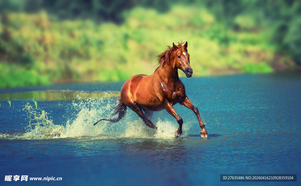 骏马踏水奔腾