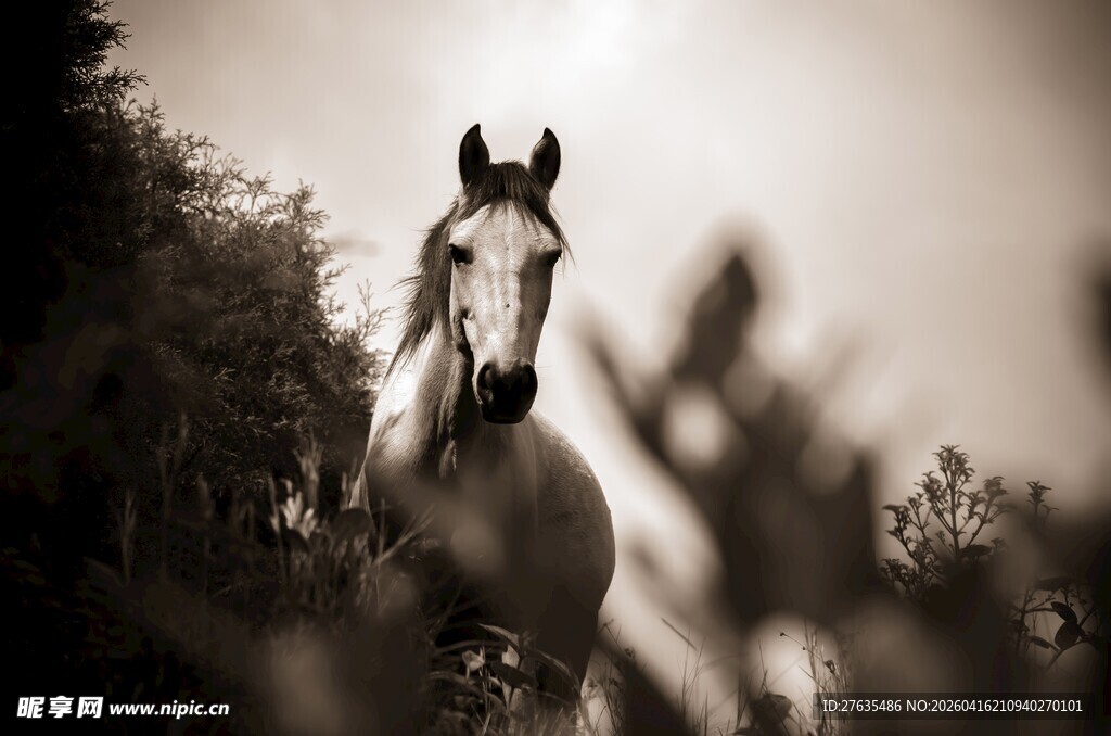 旷野中策马前行的英姿
