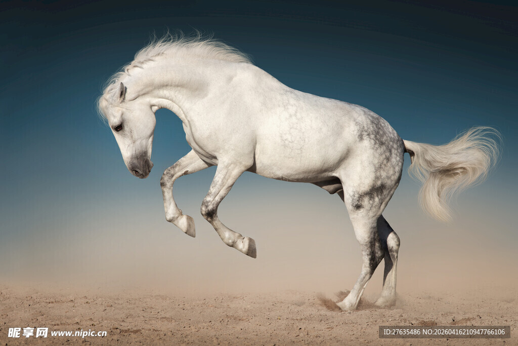 白马腾空跃起