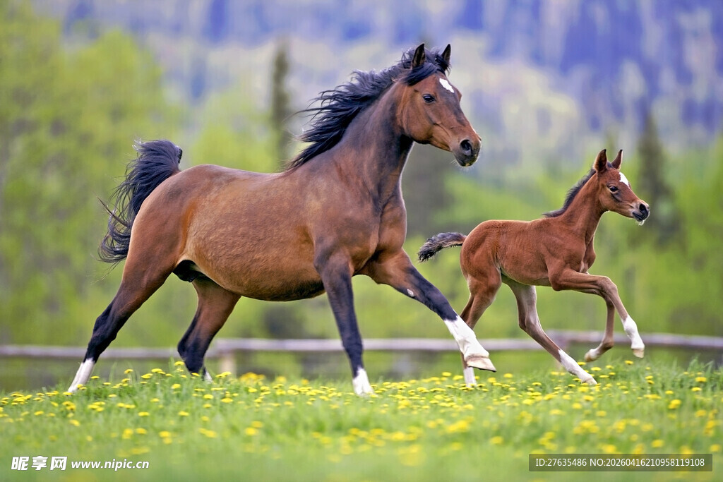 母马与小马在草地奔跑