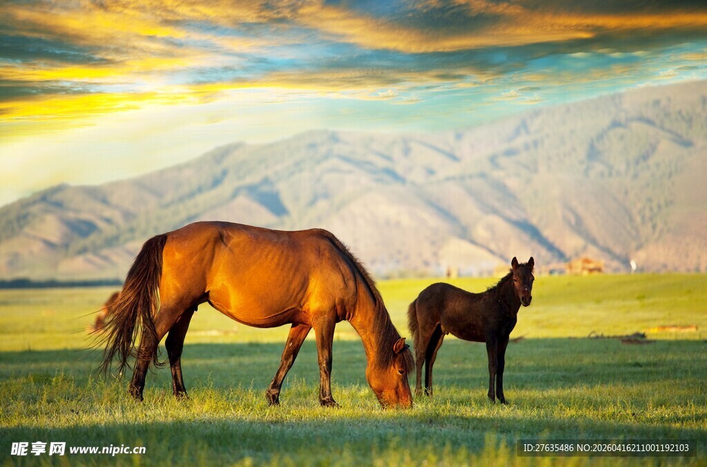 草原上的母马与小马驹