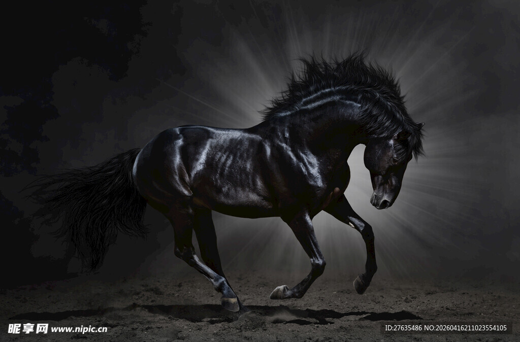 黑骏马奔腾