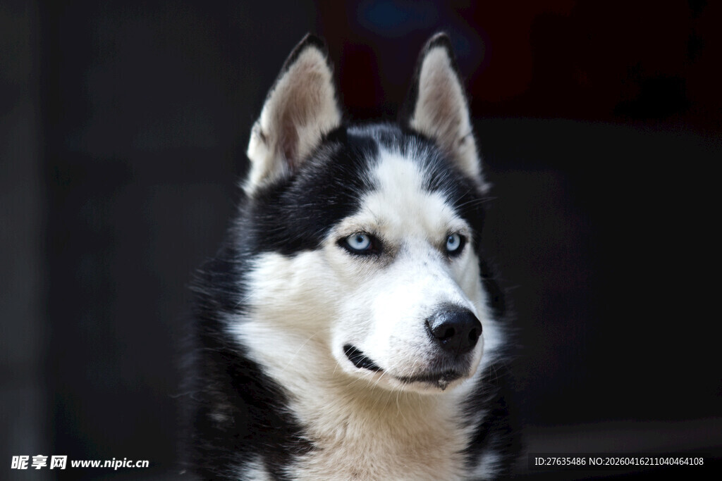 帅气哈士奇凝视瞬间