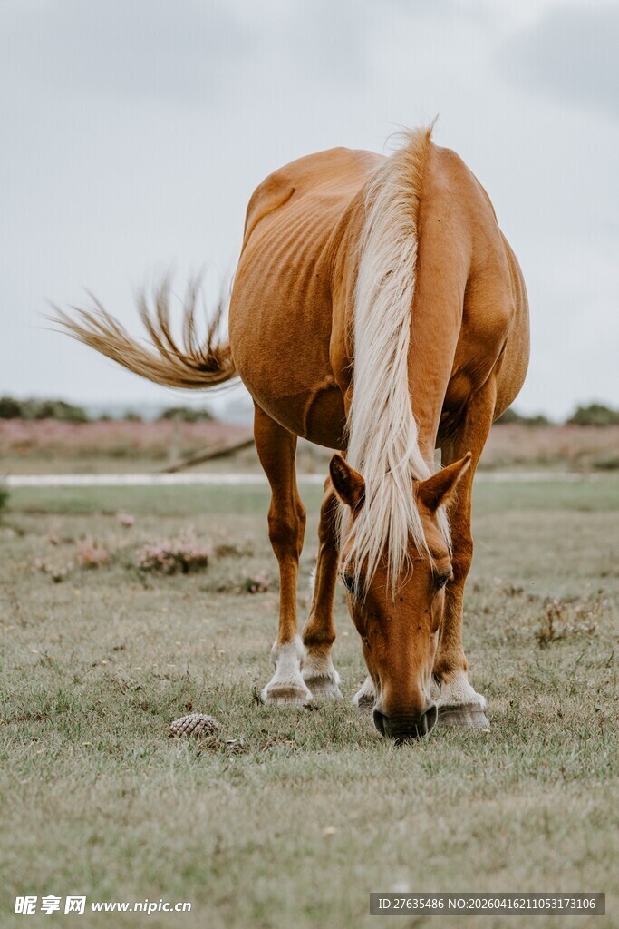 草原上低头吃草的骏马