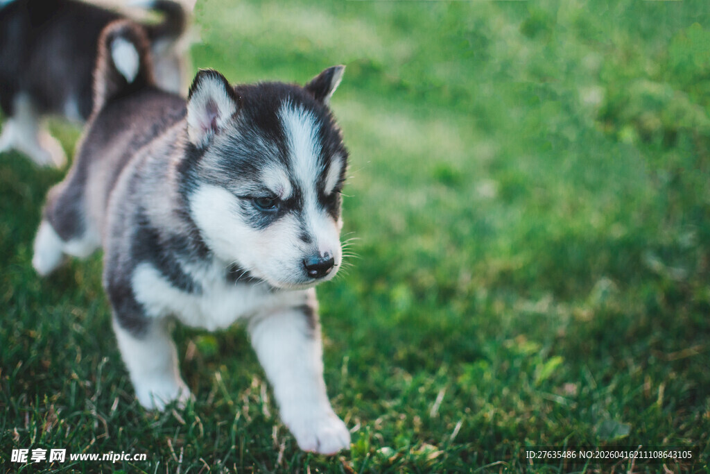 草地上的可爱小哈士奇