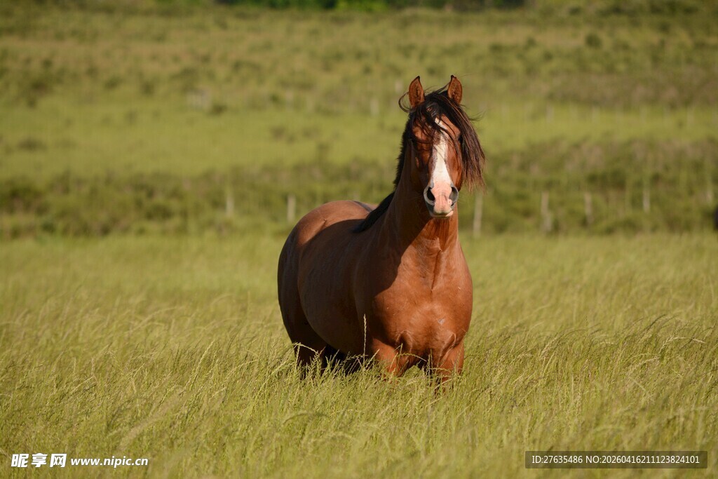草原上的独行骏马