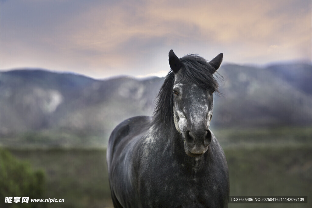 旷野中的黑色骏马