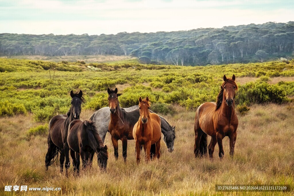 草原上的骏马群