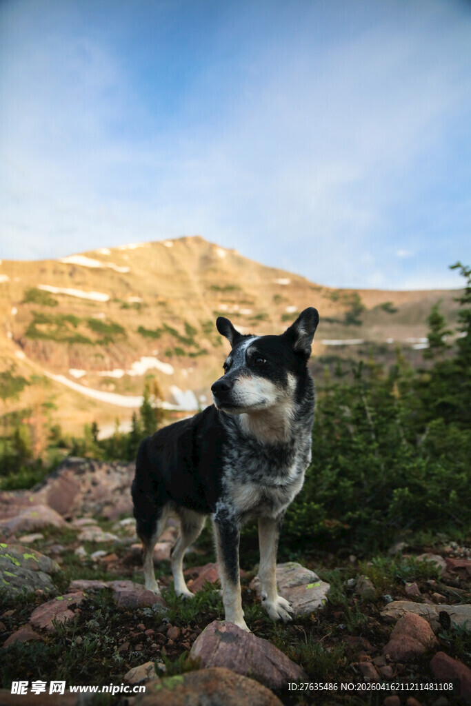 山间岩石上的俊俏狗狗