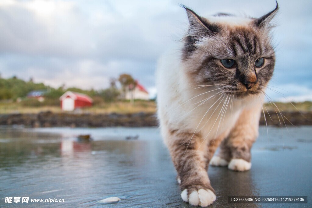 漫步水边的长毛猫咪