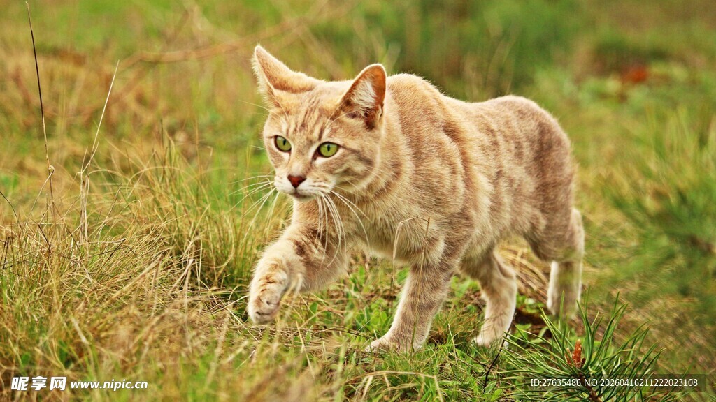 草地上行走的可爱猫咪