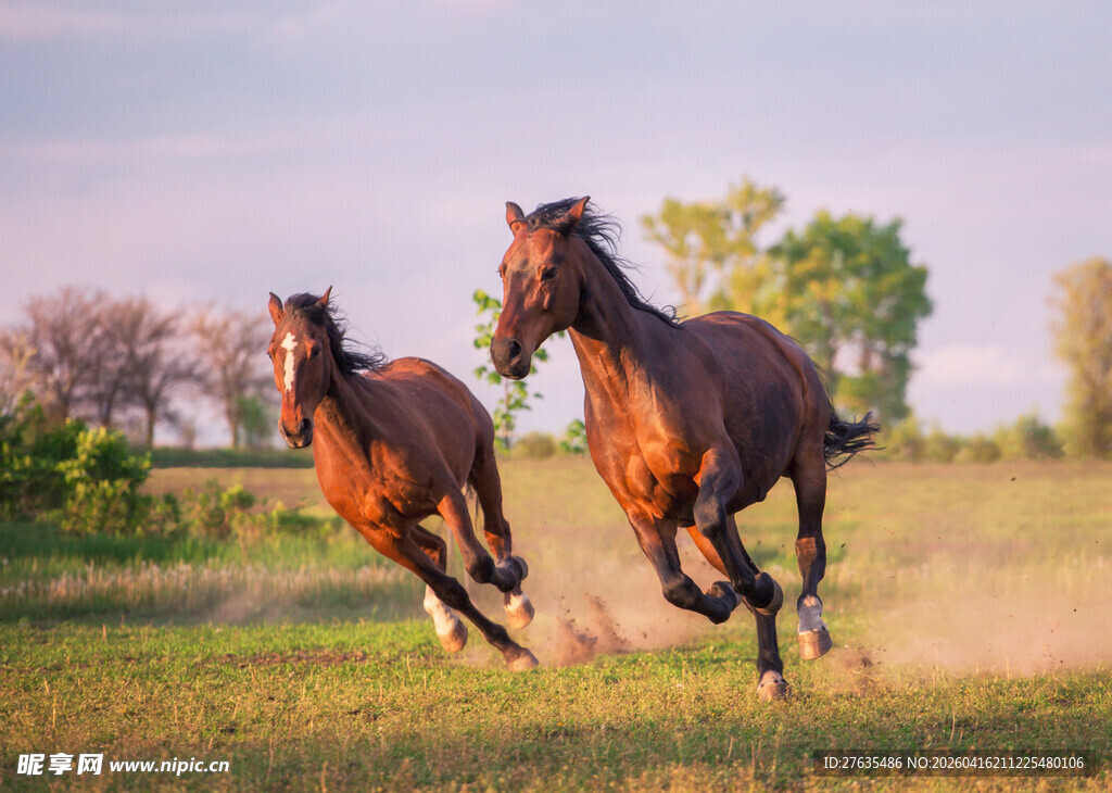 草原骏马奔腾
