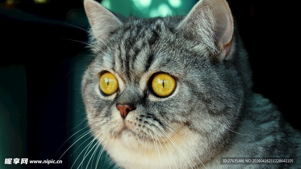 黄眼灰猫特写