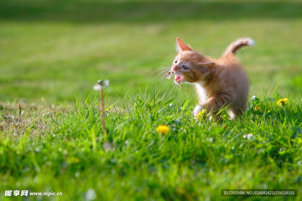 草地上的可爱小猫咪